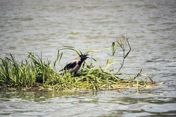 Hooded crow (Corvus cornix) standing on floating grass