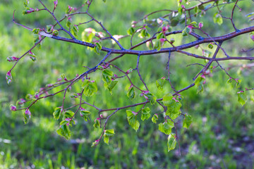 first spring leaves on a tree