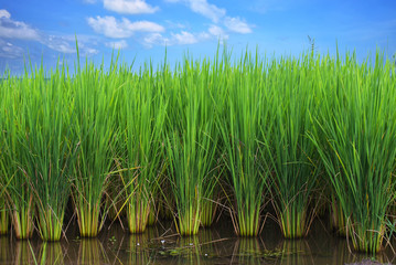 Naklejka premium rice field
