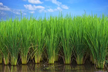 Zelfklevend Fotobehang rice field © jackspoon