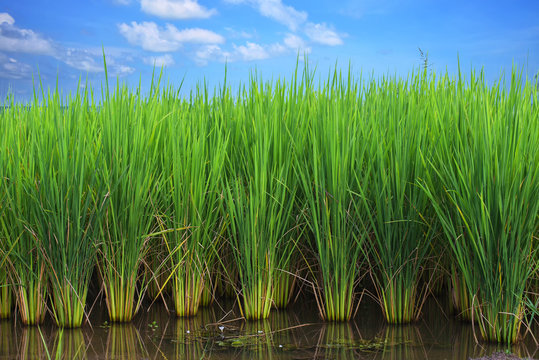 Fototapeta rice field