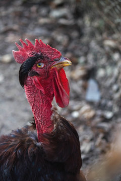 gallo cogote pelado