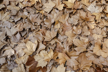 Autumn leaves background texture. Maple Leaf Type