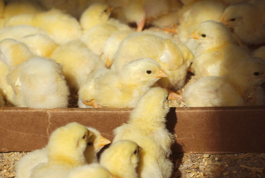 many chicks in a box with natural sunlight
