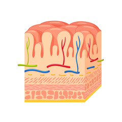 Stomach wall anatomy