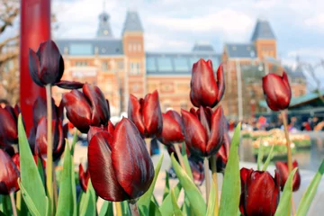 Plexiglas foto achterwand Tulpen vor Rijksmuseum in Amsterdam  © Dan Race