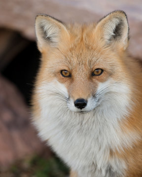 Red fox (Vulpes vulpes) closeup portrait