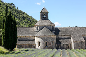 lavandes en provence