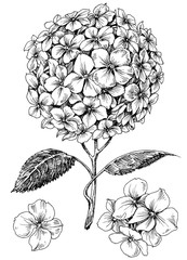Hydrangea flower set. Hand drawn detailed hortensia