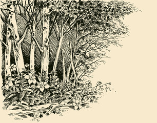 Forest edge drawing, generic vegetation sketch