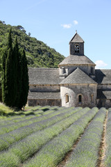 lavandes en provence