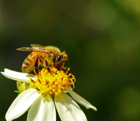 bee on flower