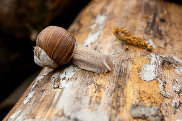 Helix pomatia, common names the Burgundy snail, Roman snail, edi