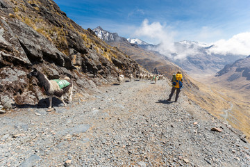 Naklejka premium Llamas herd carrying heavy load, Bolivia mountains.