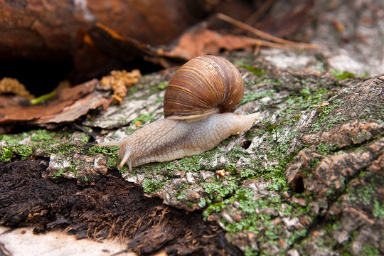 Helix pomatia, common names the Burgundy snail, Roman snail, edi