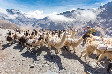 Fotobehang Llamas herd carrying heavy load, Bolivia mountains. © subbotsky