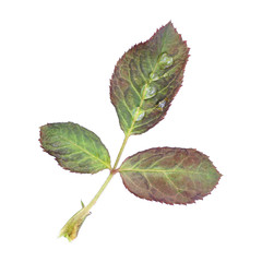 rose leaves with dew isolated on white