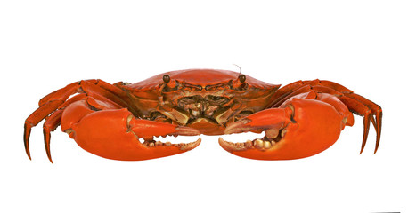 Steamed black crab on white background