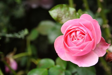 Pink Rose Old English