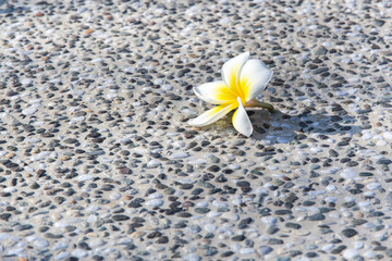 White plumeria flower with pebbles on stone background
