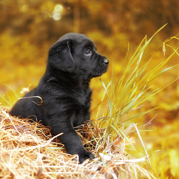 beautiful black puppy dog Labrador