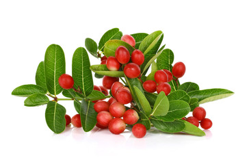 Carissa carandas Linn,Karanda, Carunda, Christ ' s Thom on white