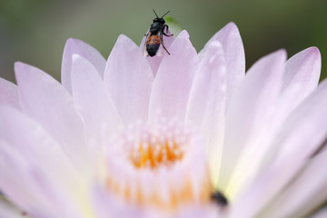 close up of lotus flower