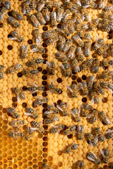Busy bees inside hive with sealed cells for their young.