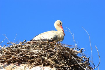 White stork in nest