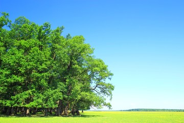 Fototapeta premium Green forest and blue sky
