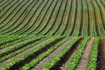 畑のストライプ模様