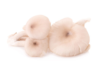 Mushroom on white background.