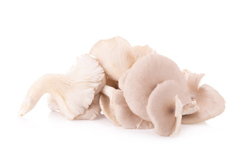 Fototapeta na wymiar Mushroom on white background.