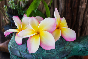 Fresh beautiful sweet pink and yellow flower plumeria or frangipani in classic vase decorated in home garden in fresh mood, flowers on green plant and timber or log wood background