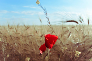 Obraz premium Field of wheat and red poppies against the blue sky.