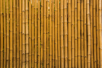 bamboo background