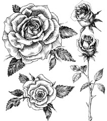 Flowers set. Hand drawn rose vector, etch style - 113975127