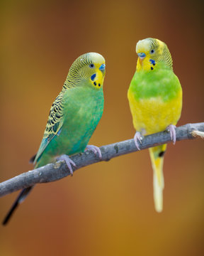 Fototapeta ParPair of yellow and green parakeets perched on bare branchakeets