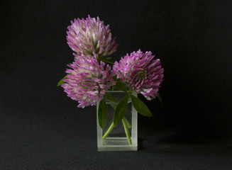 scented flowers of clover