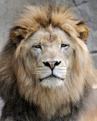 Lion stock photos and royalty-free images, vectors and illustrations ...