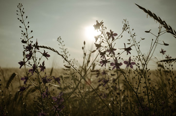 Obraz na płótnie Canvas Poppy, cornflowers and rapeseed in the field. Blooming wildflowers