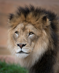 Male lion closeup portrait