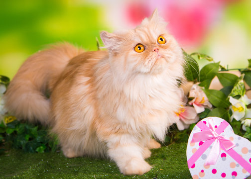 Red Persian cat walking in the park on the grass