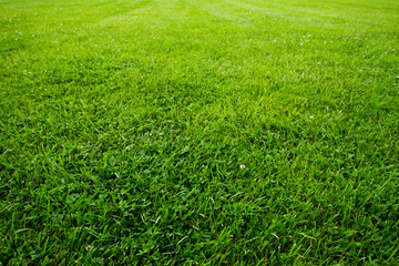 green grass background