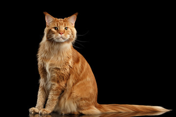 Ginger Maine Coon Cat with Long Tail Sitting and Curious Looking in Camera Isolated on Black...