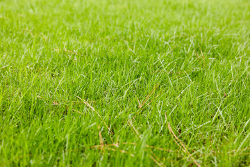 Green grass texture background