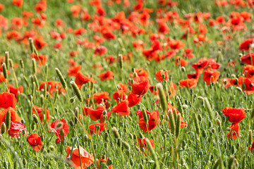 Red corn poppies in an agricultural field