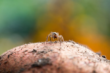 Cute little spider