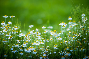 Amazing chamomile field. Summer flowers . - 113977581
