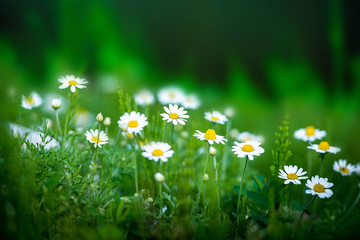 Obraz premium Niesamowite pole rumianku. Letnie kwiaty.
